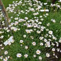 Argyranthemum frutescens 'Silver Leaf'